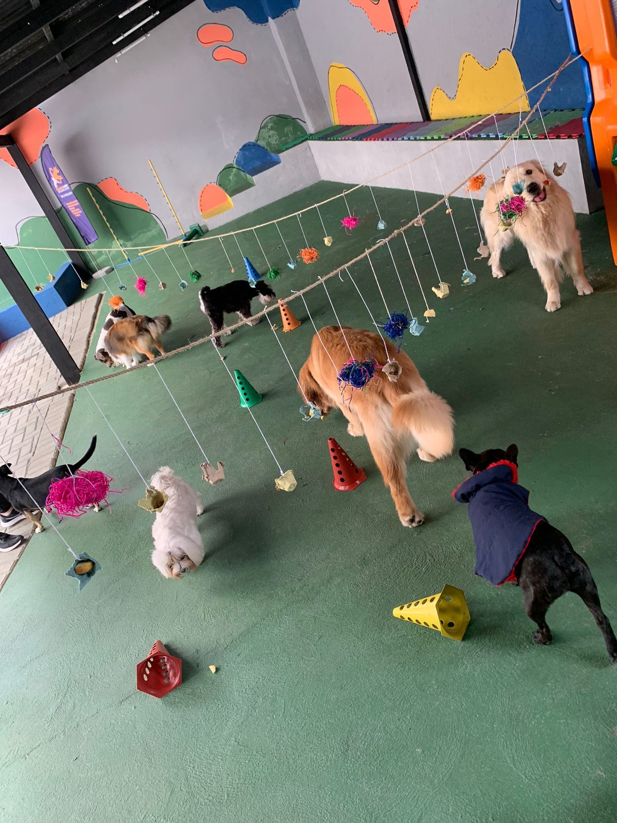 Golden retriever descansando ao sol em um ambiente acolhedor da Vila Pet Hotel
